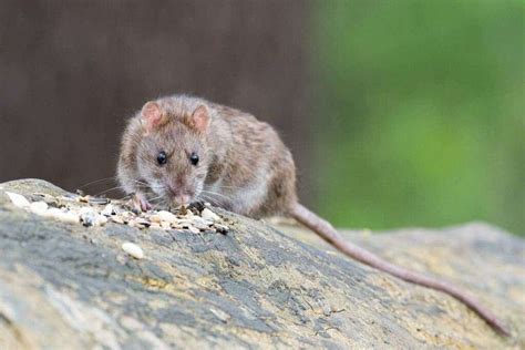 Rat infestation in Washington DC has produced two cases of rare virus ...