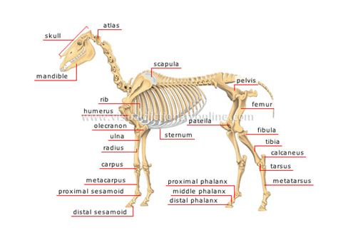 ANIMAL KINGDOM :: UNGULATE MAMMALS :: HORSE :: SKELETON OF A HORSE [1] image - Visual Dictionary ...