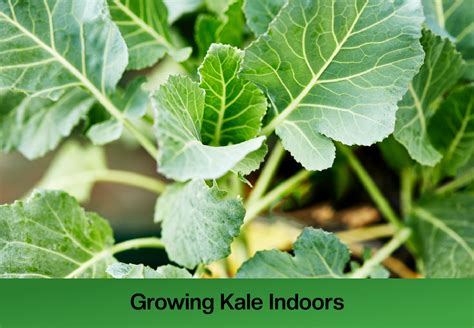 How to Grow Kale