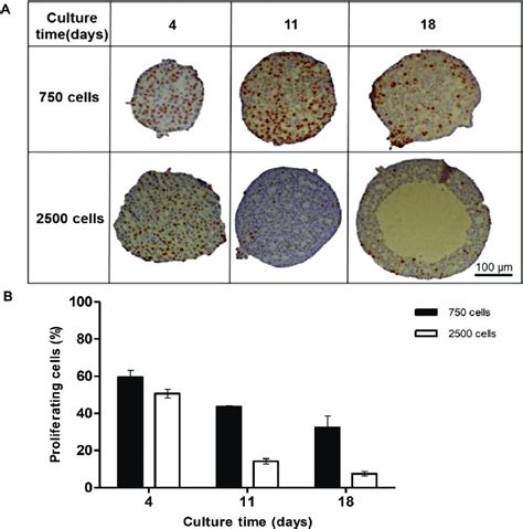 Proliferation of cells within the spheroids. Spheroids were created on... | Download Scientific ...