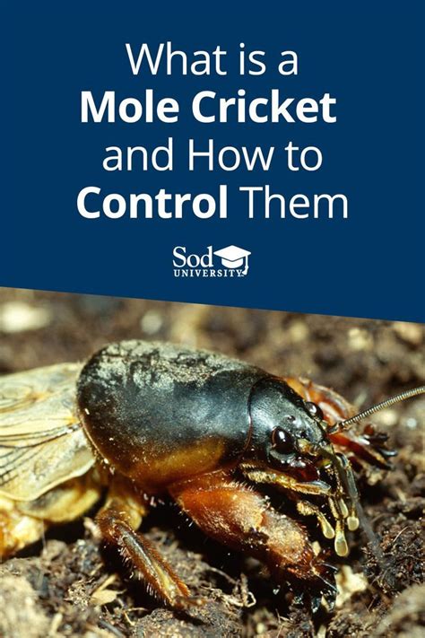 What is a Mole Cricket and How to Control Them | Sod University in 2022 ...