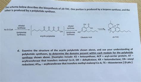 The scheme below describes the biosynthesis of | Chegg.com