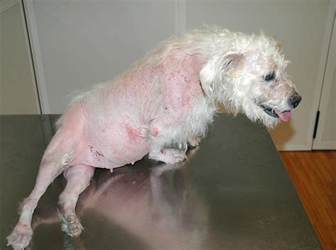 early stage cushing's disease in dogs skin lesions - Newstrendline.Com