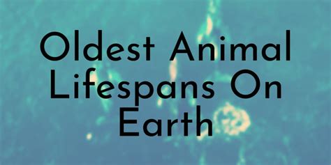 10 Oldest Animal Lifespans On Earth - Oldest.org