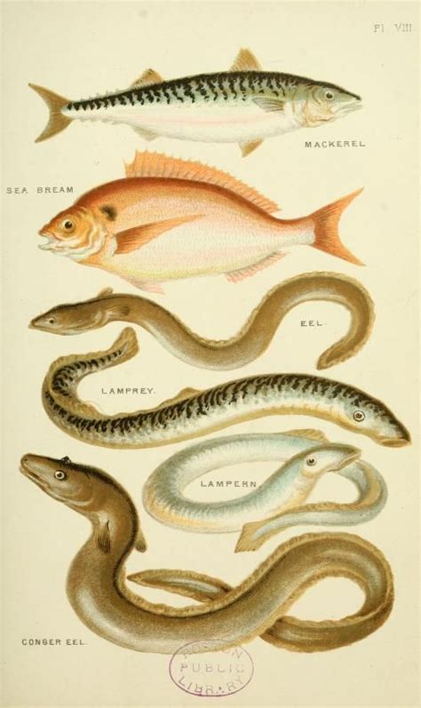 The Sea Lamprey has been an invasive species in lake Michigan since the mid 1950's. Colour Plate ...