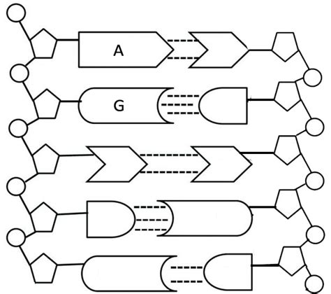 42+ Labeled Parts Of Dna Molecule Pics | Diagram Printabel