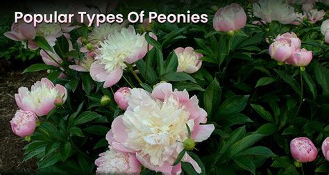 Different Types Of Peonies Species & Best Popular Varieties ...