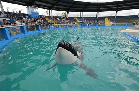 Miami Seaquarium Agrees to Release Tokitae, the Oldest Orca in ...