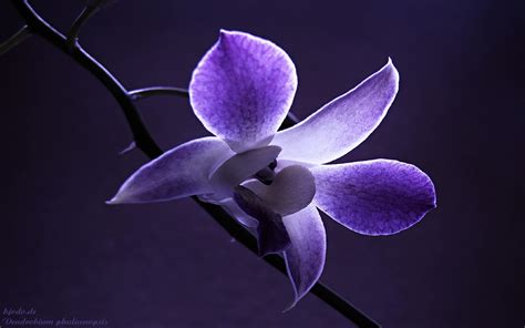 Purple Orchid Wallpapers - Wallpaper Cave