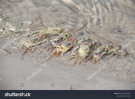 Fiddler Crabs Most Common Crab Salt Stock Photo 2220318207 | Shutterstock