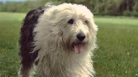 All About Sheepdog Breeds | PetCareRx