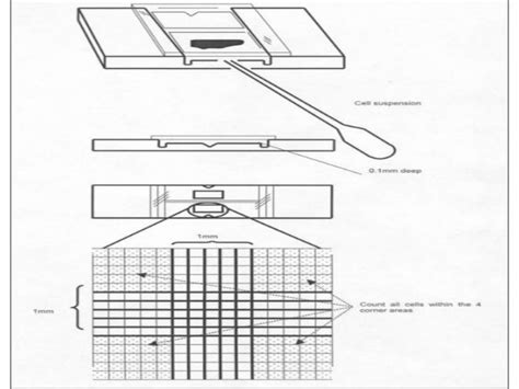 Final neubauer chamber by Pandian M, Dept of Physiology, DYPMCKOP, MH