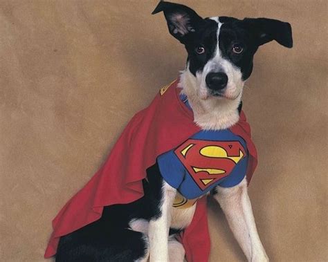 Superman Dog Costume » Petagadget | Pet costumes, Pet halloween costumes, Dog costume