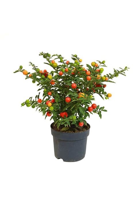 Jerusalem Cherry - Solanum - Outdoor Plants | Plantshop.me