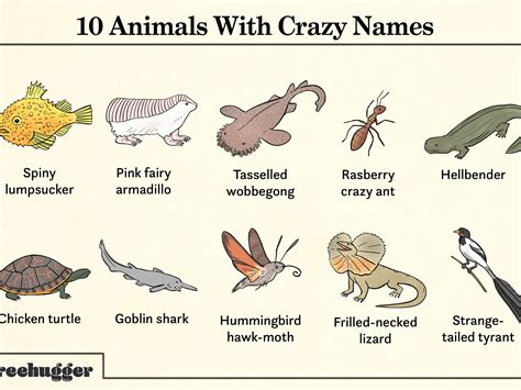 Animals with Crazy Names : r/coolguides