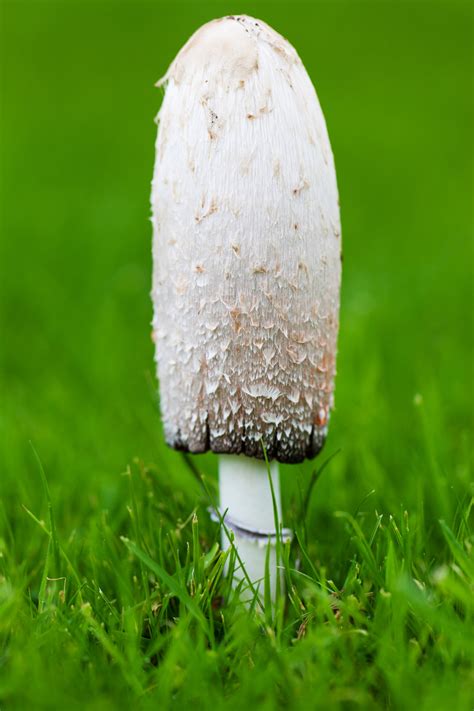 Mushroom On Grass Free Stock Photo - Public Domain Pictures