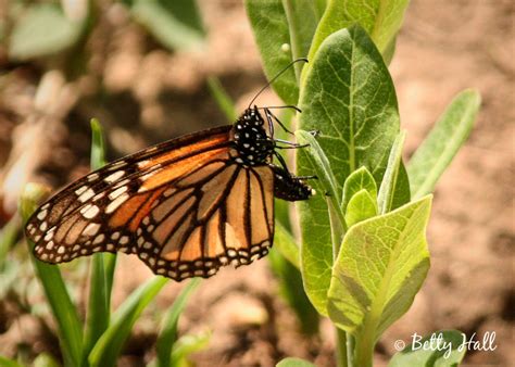 Butterflies, moths & caterpillars – Page 4 – Betty Hall Photography