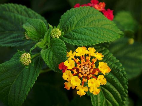 Lantana flowers | Plugon