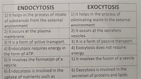 Exocytosis And Endocytosis