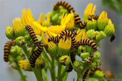 Common Ragwort Attracts Many Butterflies | Urban Butterfly Garden