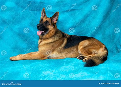 German Shepherd Dog Laying Down Looking Alert Royalty Free Stock Photo - Image: 22673395