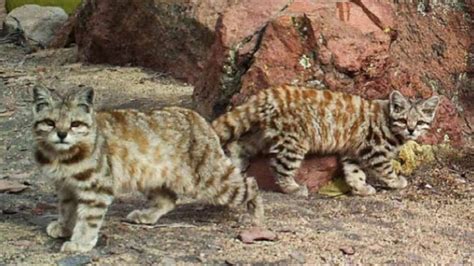 Fantastic Little-Known Felines Andean Mountain Cat || Facts Academy ...