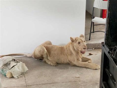 Declawed Lion That Was Being Used For TikTok Videos Rescued From House Of Wealthy Person - Dimplify