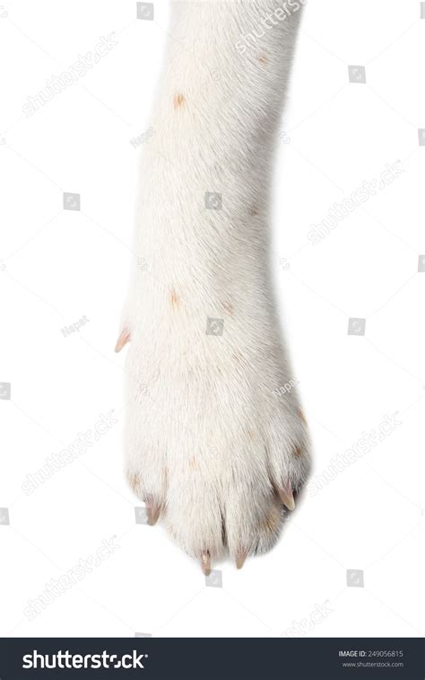 Dog Paw Isolate On White Background Stock Photo 249056815 | Shutterstock