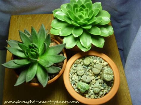 Xerophytes - plants with extremely low water requirements