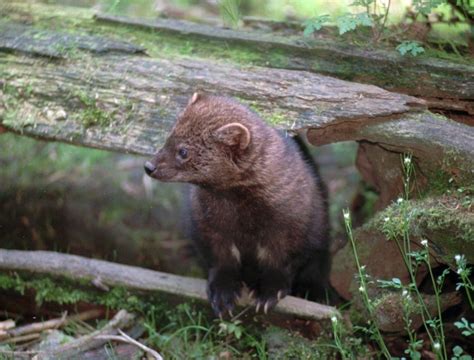 Weasel-like fisher could be reintroduced to Washington's Cascade range | CTV News