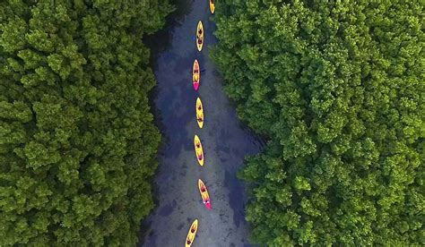 Fajardo Bioluminescent Kayaking Puerto Rico Tour | Bio Bay