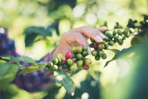 Harvesting coffee beans 1990959 Stock Photo at Vecteezy