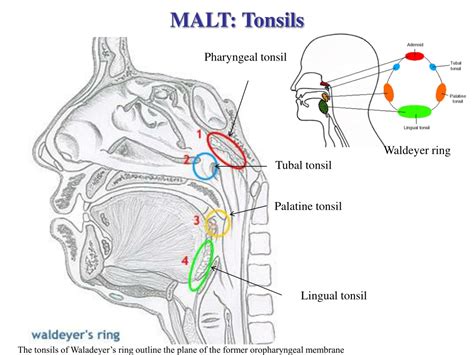 PPT - Lymphatic Organs: Thymus,Tonsils and MALT PowerPoint Presentation ...