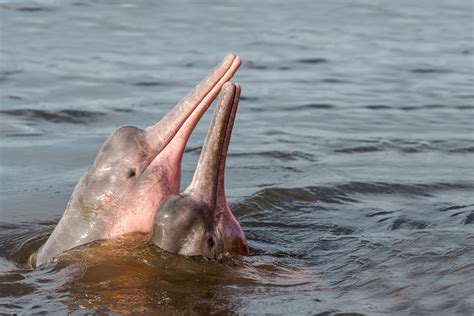 Pink Dolphins: Your Guide to the Amazon River's Boto Dolphin