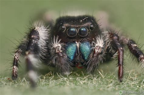 Bold Jumping Spider Macro Photos