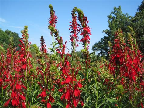 Lobelia cardinalis | Mellow Marsh Farm