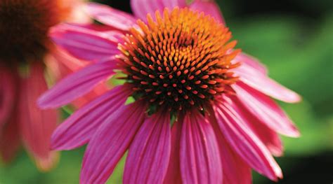 These Perennials Have Pops of Pink and Purple (or Magenta!) | Bay ...