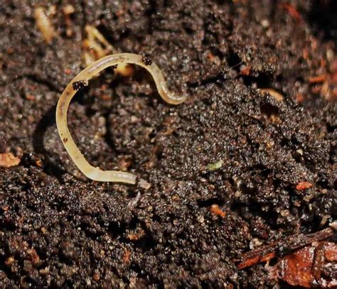 5 Proven Steps to Get Rid of Tiny White Worms in Your Soil