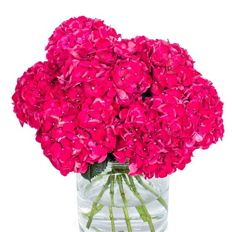 Hydrangea Ruby Red | Online Hydrangea Delivery by Flourish