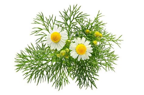 Natural Chamomile Flower Dried Whole German Chamomile Flowers 1st From Holy Land Tea Organic ...