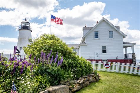 Purple Lupine flowers, Lupinus, the state flower of Maine, in front of the Pemaquid Point ...