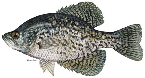 2-3" BLACK CRAPPIE FISH, EA - Nixa Hardware & Seed Company