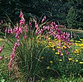 Garden World Images - Search - Dierama pendulum