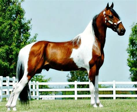 Spotted Saddle Horse Breed Information, History, Videos, Pictures