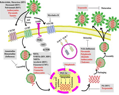 Frontiers | The Signaling Pathways, and Therapeutic Targets of Antiviral Agents: Focusing on the ...