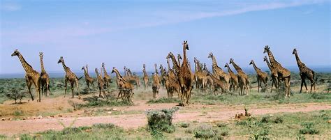 Giraffe Herd | This is only a small portion of a herd we cam… | Flickr