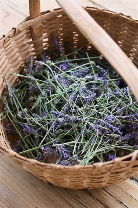 The Beginnings of our Lavender Farm - Tidbits