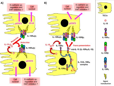 (A) Normal renal tubular epithelial cells (TECs): role of renal IL-15... | Download Scientific ...