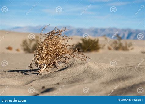 Mojave Desert Tumbleweed stock photo. Image of travel - 55090988