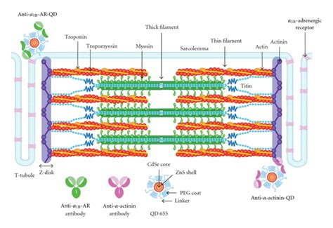 biochemistry - Location of t tubule in muscle - Biology Stack Exchange